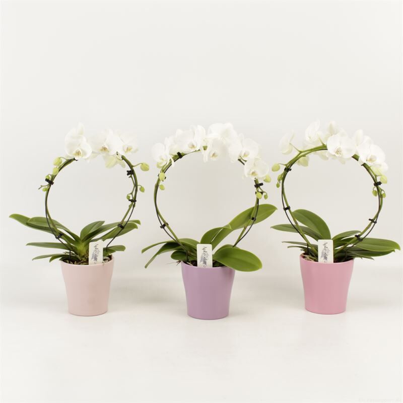 Phal Boog Wit 2 Tak Keramiek Valentijn Pastel