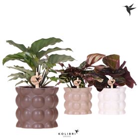 Calathea Gemengd Keramiek Cotton