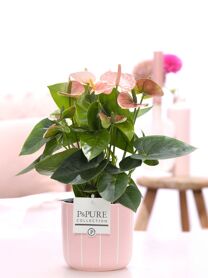 Anthu An Ov Roze Keramiek Fleur