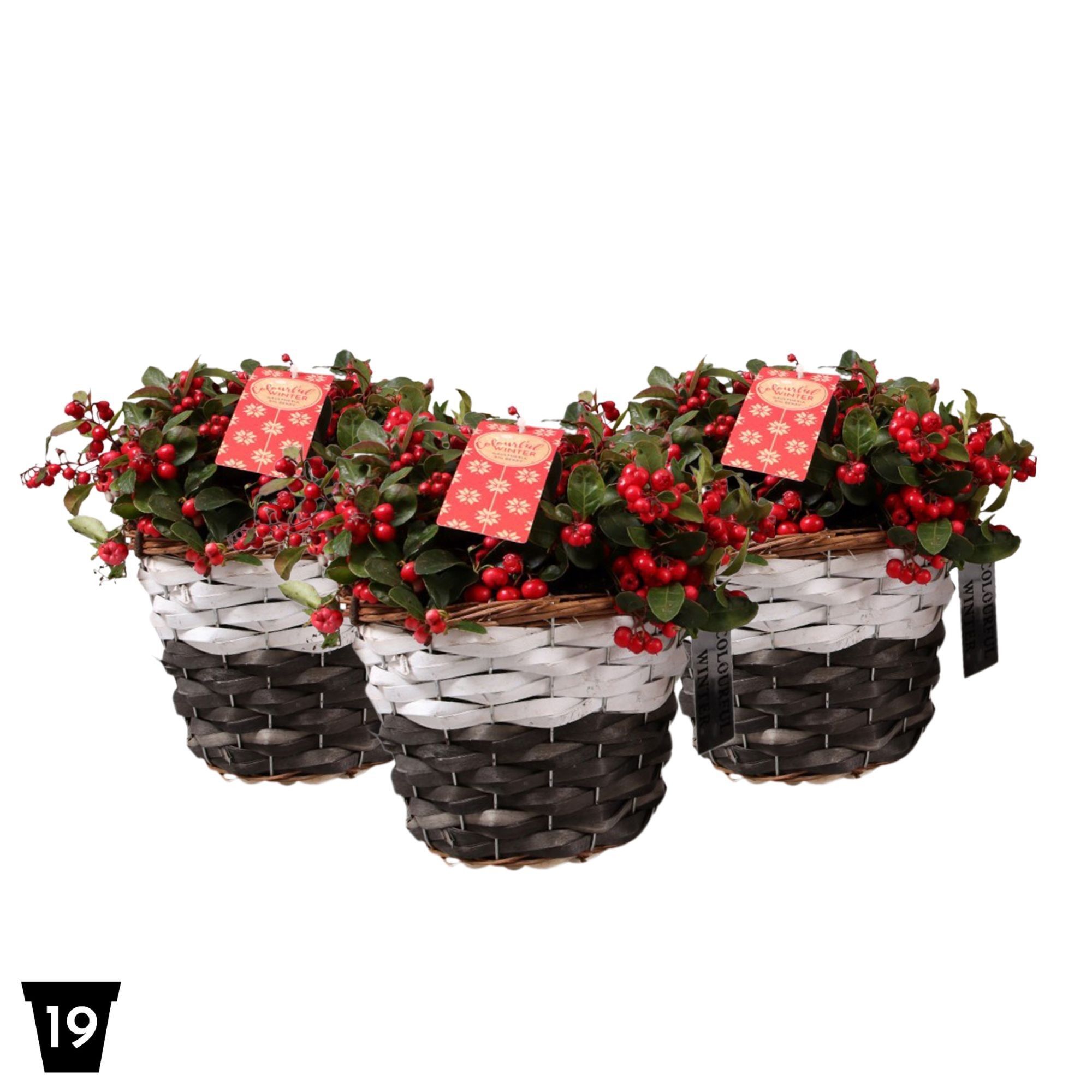 Gaultheria Pr Big Berry Mand Zwart - Wit