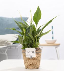 Spath Overig Basket