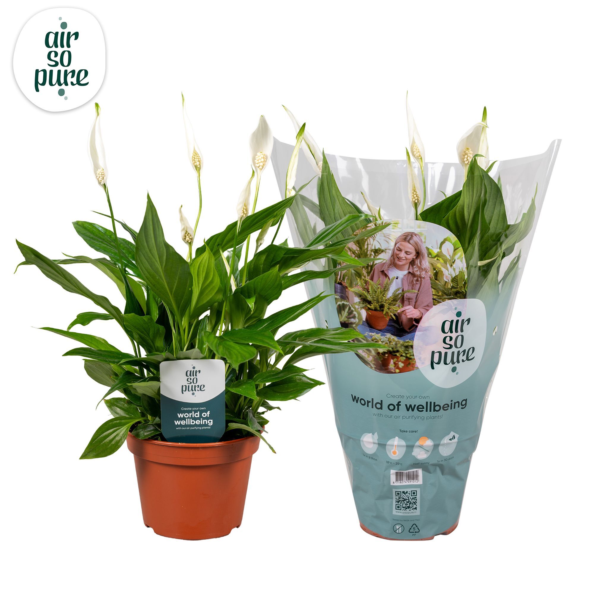 Spath Pearl Cupido 6+