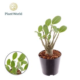 Adenium Obesum