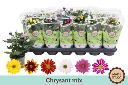 Chrys Gemengd Classic