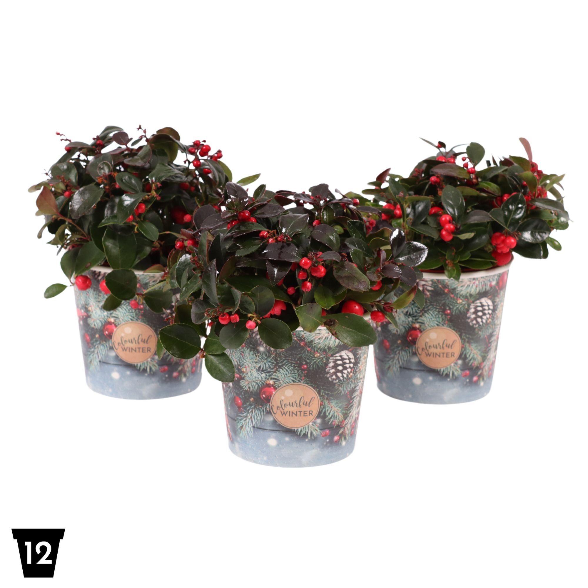Gaultheria Pr Big Berry Potcover,
