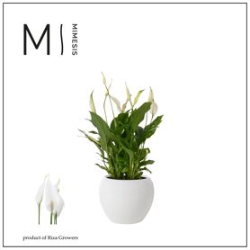 Spath Bellini 8+ Keramiek Bolpot Wit