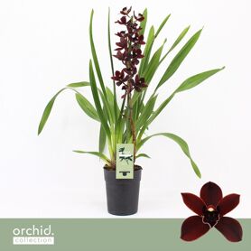 Cymbidium Black Jack 1 Tak
