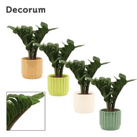 Zamioculcas Zenzi V-leaf 9 Cm Decorum, 2 Veren In
