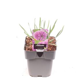 Allium 'millenium'
