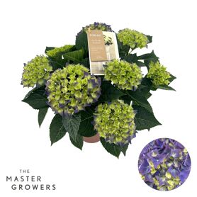 Hydr M High Ocean Blue 7+