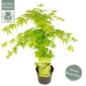 Acer Palm. 'cascade Emerald' ®