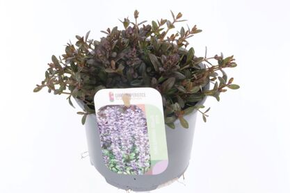Ajuga Rep Chocolate Chips