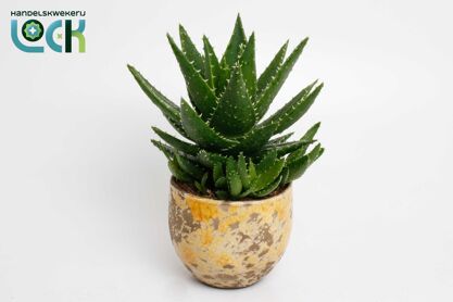 Aloe Mitriformis Keramiek Luuk Yellow