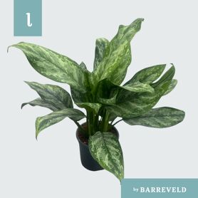 Aglaonema ‘painted Princes’