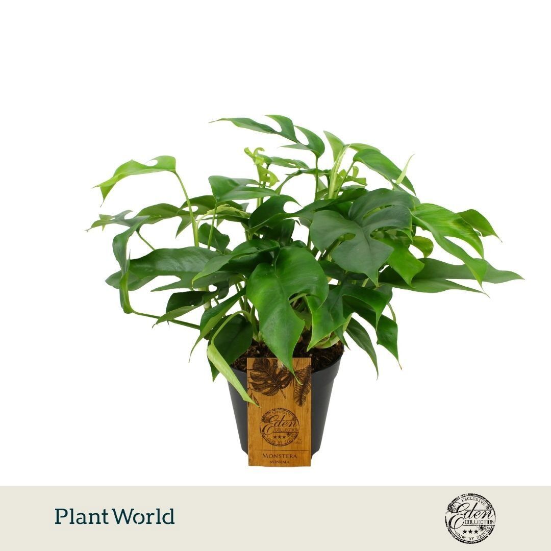 Monstera Minima