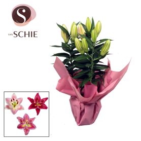 Lil Or Gemengd 3pp Rondella