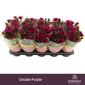 Chrys Boudeaux Tourmalet