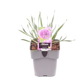 Allium 'millenium'