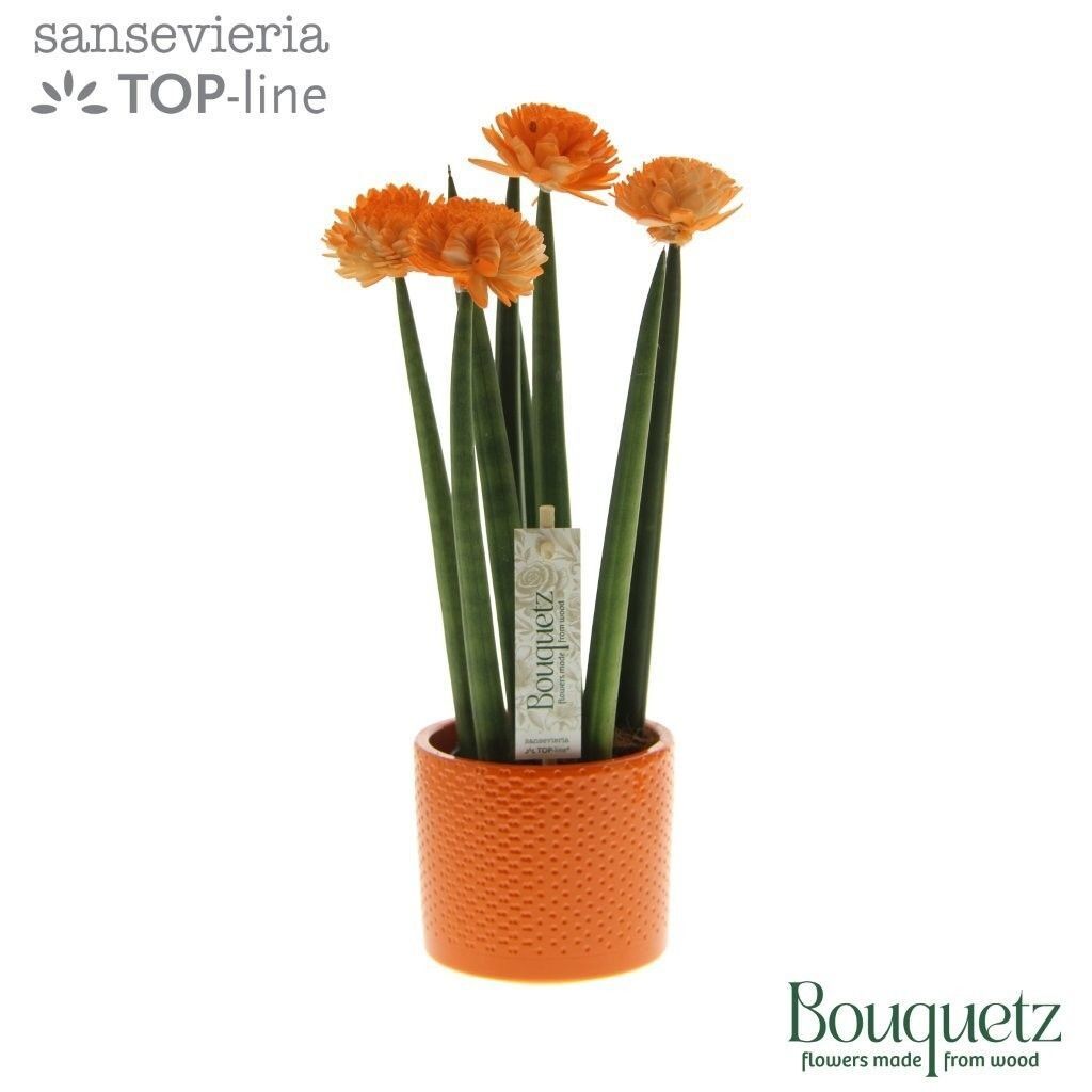 Sans Cyl Bouquetz Orange Keramiek Dots