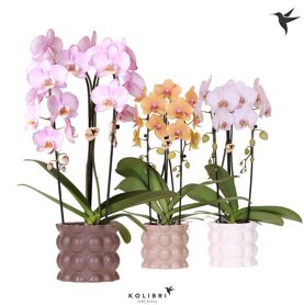 Phal 2 Tak Cascade Niagara Fall Mix 2 Spike In Cot