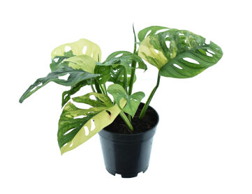 Monstera Adansonii 'aurea'