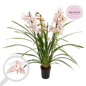 Cymbidium Licht Roze 3-4 Tak