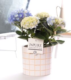 Hydr M Early Blue 2+ Keramiek Tirza