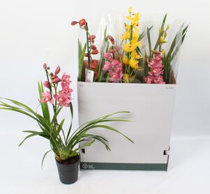 Cymbidium Gemengd 1 Tak (open Bloem)