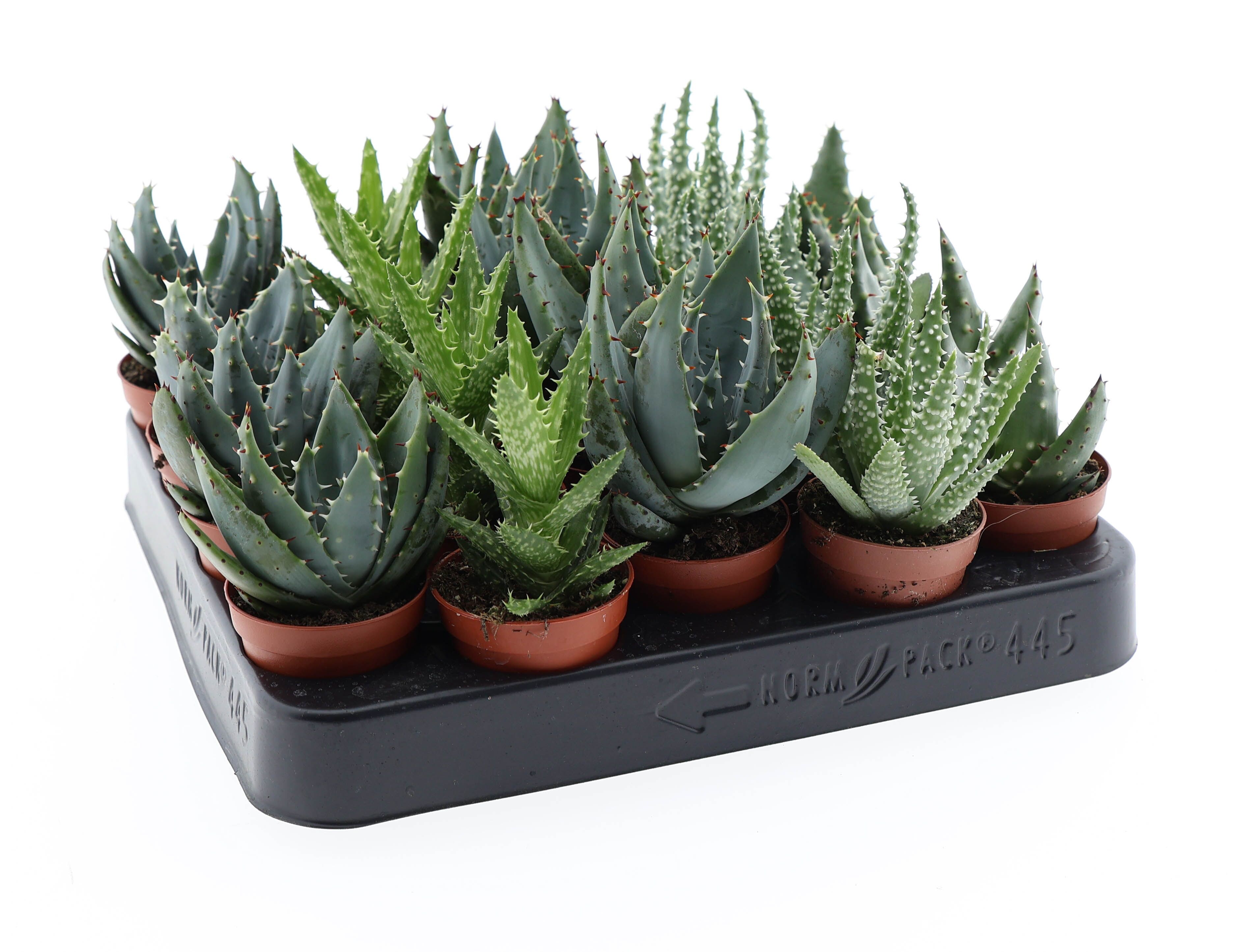 Aloe Gemengd
