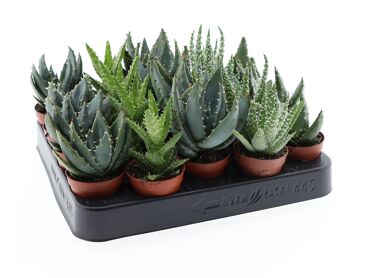 Aloe Gemengd