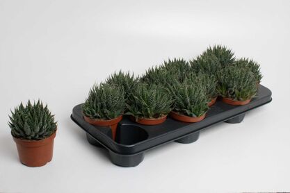 Aloe Aristata