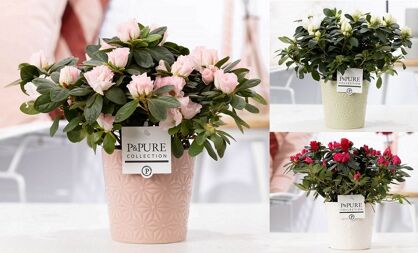 Rhodo Si Gemengd Keramiek Juliette