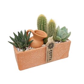 Cactus + Succ Gemengd Terracotta