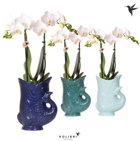 Kolibri Orchids Phalaenopsis White 2 Spike In Fish