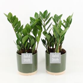 Zamioculcas Zamiifolia In Julia Keramiek