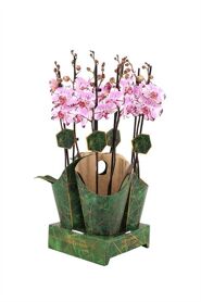 Phal 2 Tak 55cm Magic Art
