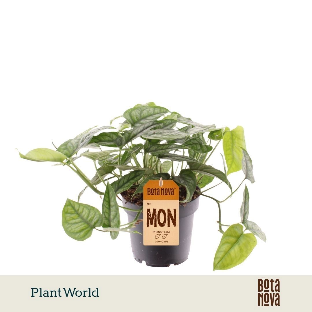 Monstera Siltepecana