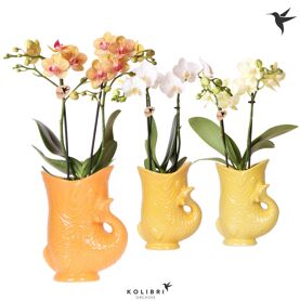 Kolibri Orchids Phalaenopsis Mix 2 Spike In Fish P