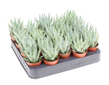 Aloe Humilis