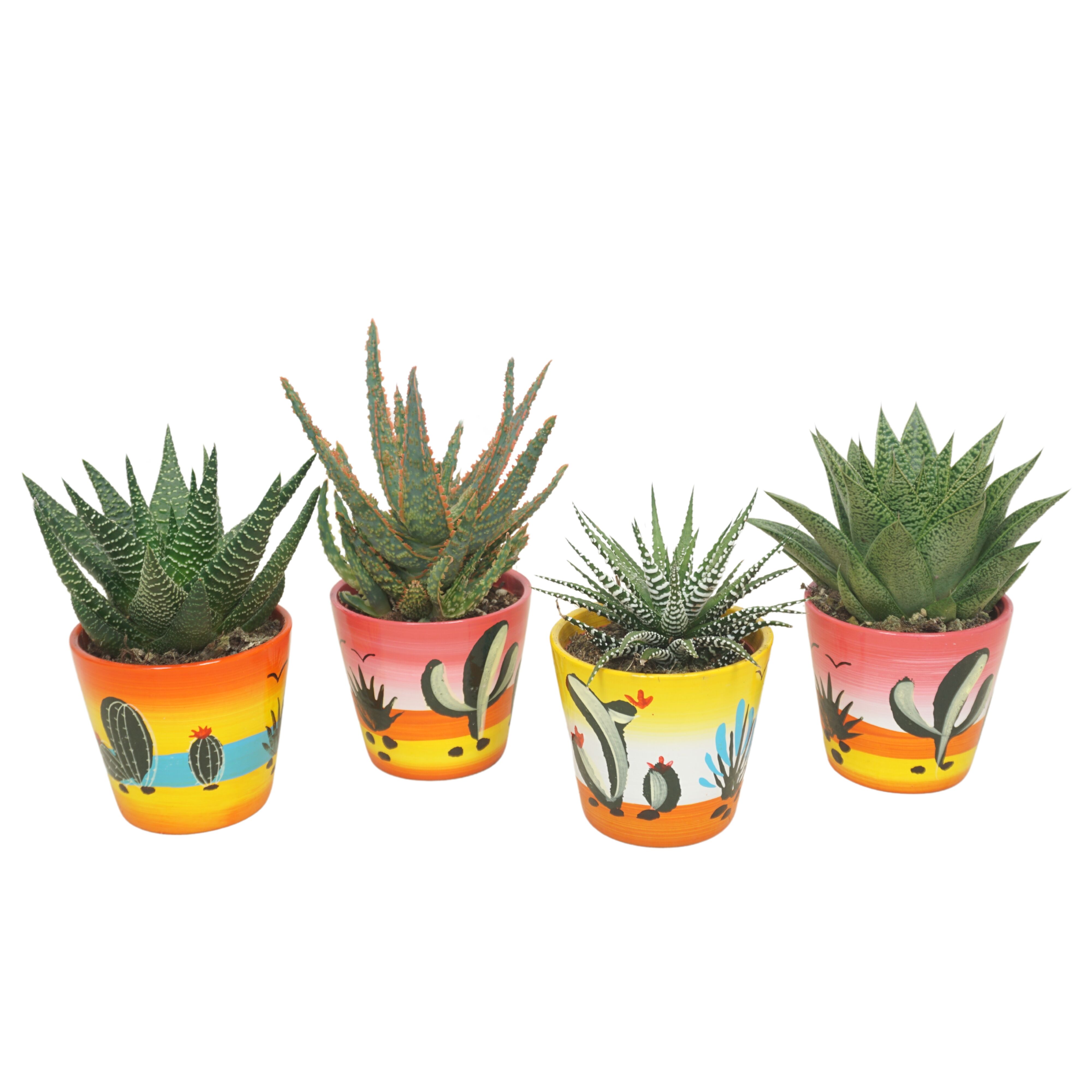 Aloe - Haworthia Gemengd Keramiek Decorpot