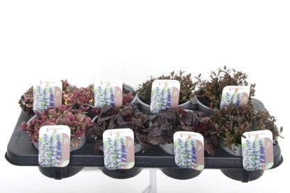 Ajuga Rep Gemengd