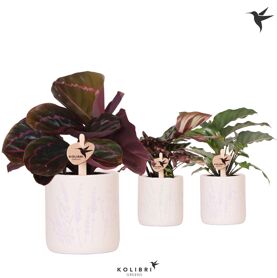 Calathea Gemengd Keramiek Floral