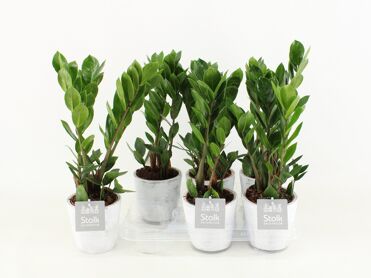 Zamioculcas Zamiifolia Keramiek White Wash