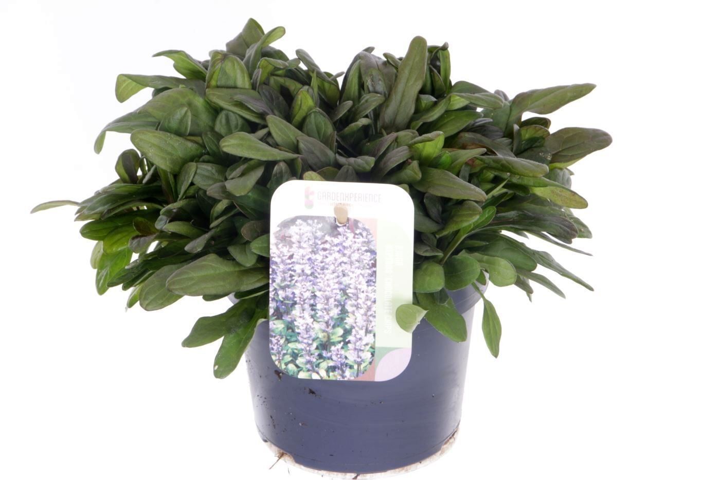 Ajuga Rep Chocolate Chips