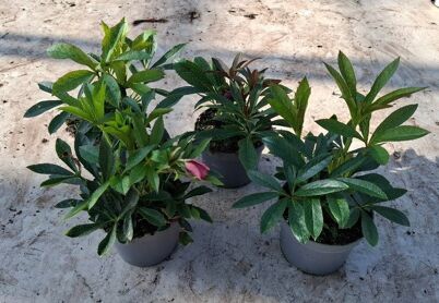 Hell Or Double Ellen Pink 1+