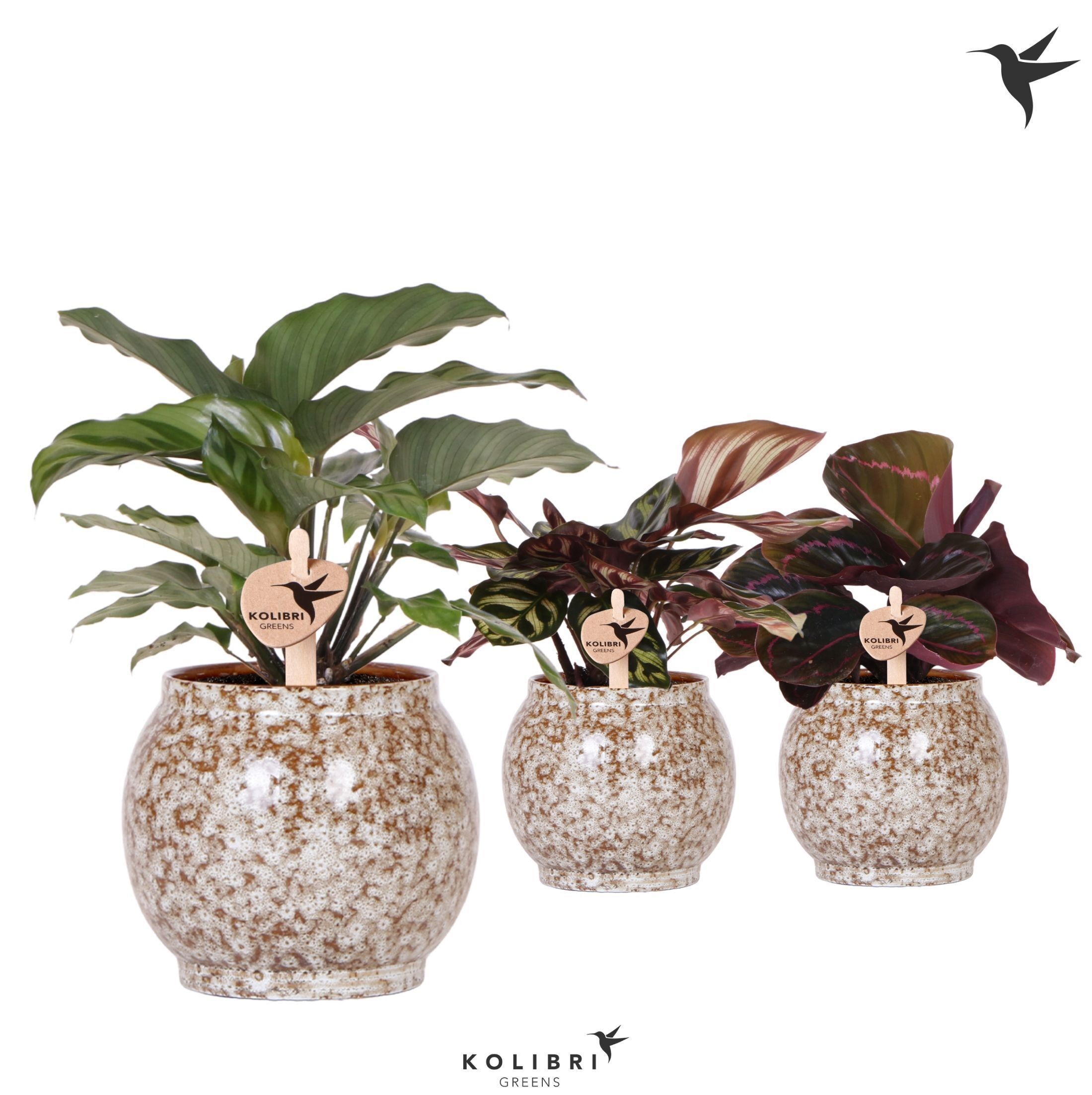 Calathea Gemengd Keramiek Safari
