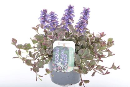 Ajuga Rep Burgundy Glow