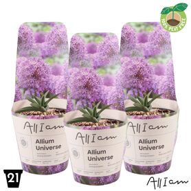 Allium Universe Potcover