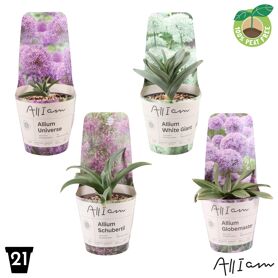 Allium Gemengd Potcover