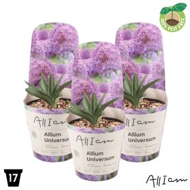 Allium Universe Potcover
